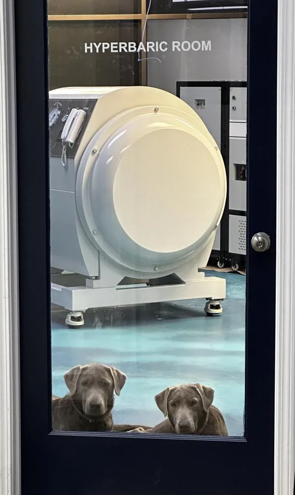 Layla and Ghost, two dogs peeking through the glass door of the Citizen OxyWellness hyperbaric room, with a chamber behind them